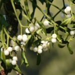 Mistletoe Therapy for Cancer